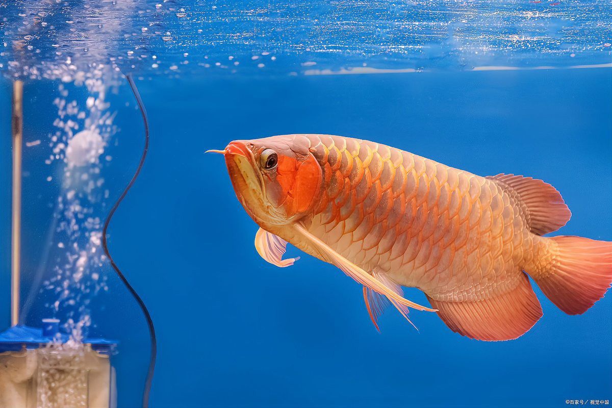 龍魚鰓蓋破損后多久會自愈？