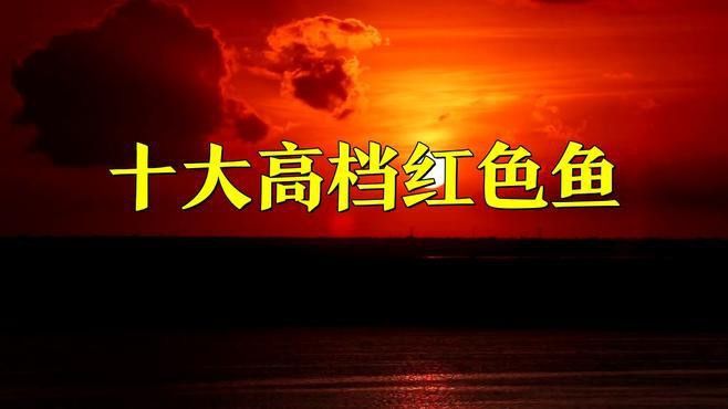 哪個品種的紅龍魚最稀有？