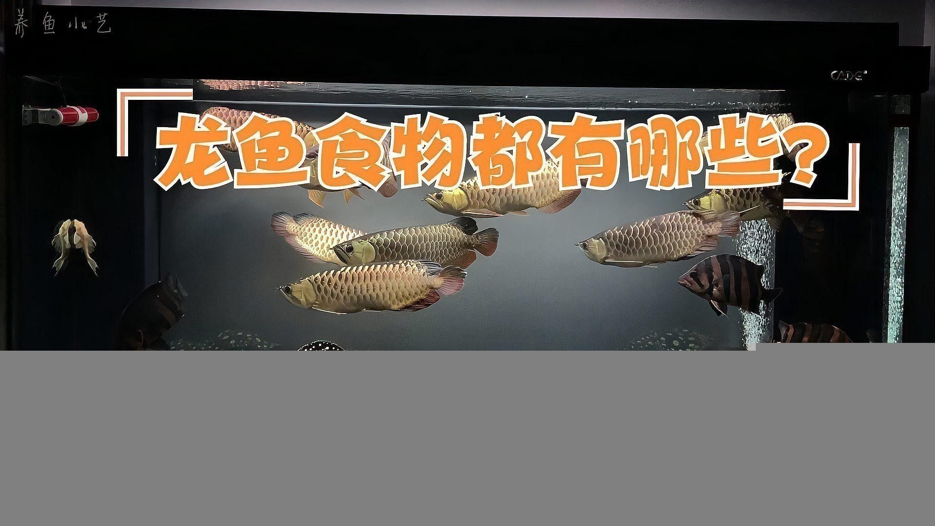 龍魚之巔官網價格查詢：龍魚之巔官網和參與論壇討論龍魚的最新價格信息