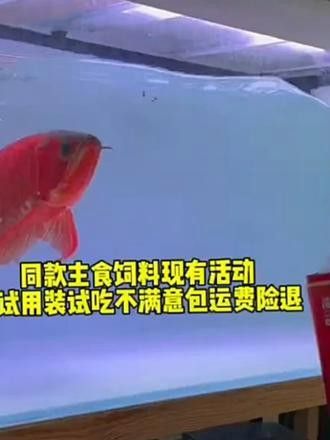龍魚之巔官網價格查詢：龍魚之巔官網和參與論壇討論龍魚的最新價格信息