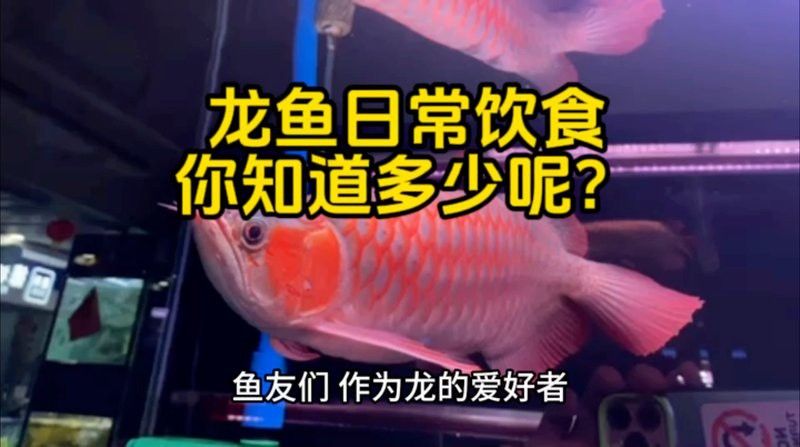 龍魚之巔官網價格查詢：龍魚之巔官網和參與論壇討論龍魚的最新價格信息