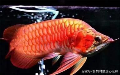 龍魚兩條能混養嗎：如何判斷龍魚是否可以混養