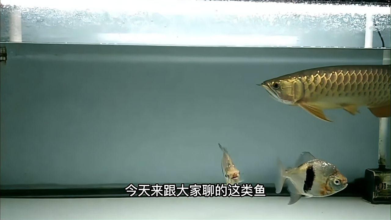 銀板咬龍魚 銀板咬龍魚 龍魚百科 第1張