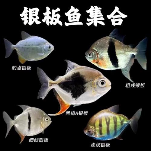 銀板咬龍魚 銀板咬龍魚 龍魚百科 第5張