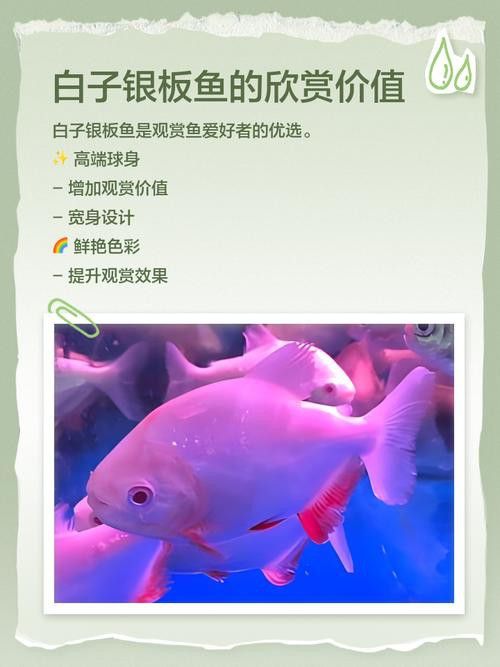 銀板咬龍魚 銀板咬龍魚 龍魚百科 第3張