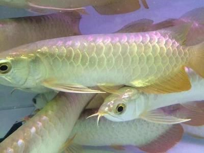 龍魚為什么叫龍魚呢？（龍魚為什么被稱為“龍魚”？）