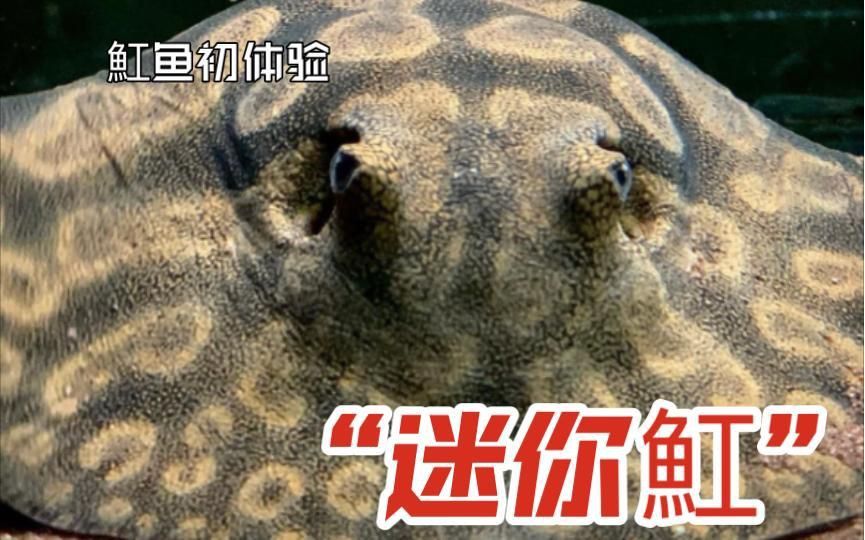 迷你魟魚