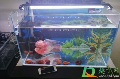 龍魚缺水多久會死：“龍魚缺水多久會死”的直接答案是關(guān)于龍魚缺水多久會死的 龍魚缺水多久會死：“龍魚缺水多久會死”的直接答案是關(guān)于龍魚缺水多久會死的 龍魚百科 第3張