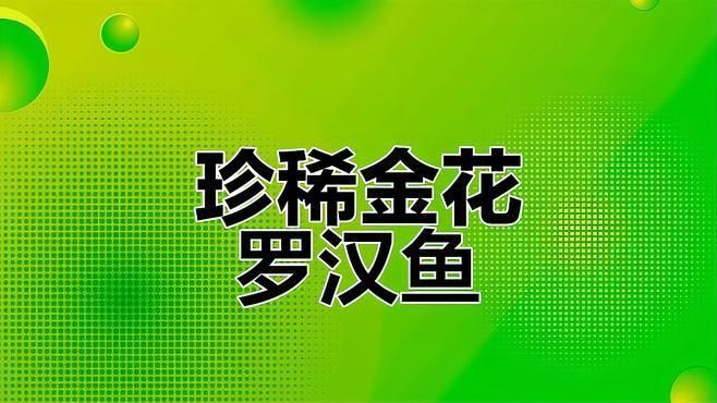 羅漢魚哪種品種最兇猛 羅漢魚哪種品種最兇猛 龍魚百科 第1張