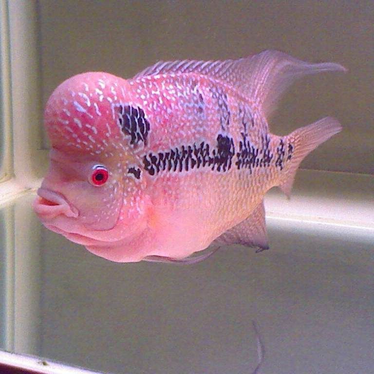 羅漢魚哪種品種最兇猛 羅漢魚哪種品種最兇猛 龍魚百科 第4張