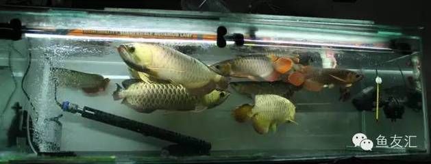 龍魚(yú)什么品種最便宜的魚(yú)好養(yǎng)：銀龍魚(yú)什么品種最便宜，銀龍魚(yú)什么品種最便宜且好養(yǎng)