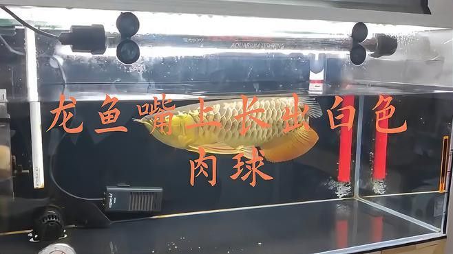 龍魚嘴上長白色肉球會傳染嗎？