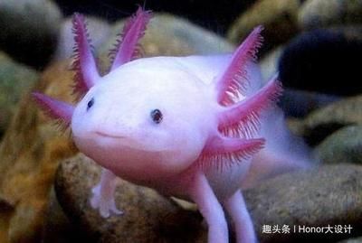 恐龍魚有什么，恐龍魚是一種生活在史前時代的魚類，恐龍魚的天敵有哪些