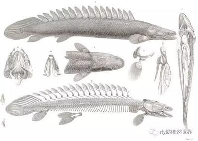 恐龍魚有什么，恐龍魚是一種生活在史前時代的魚類，恐龍魚的天敵有哪些