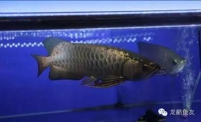 馬來西亞知名龍魚漁場：馬來西亞知名的龍魚漁場包括祥龍魚場、皇宮、孟吉爾等