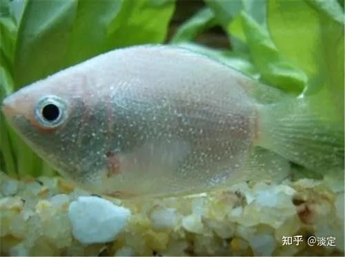 龍魚眼睛長白點需要隔離嗎？ 龍魚眼睛長白點需要隔離嗎？ 龍魚百科 第3張