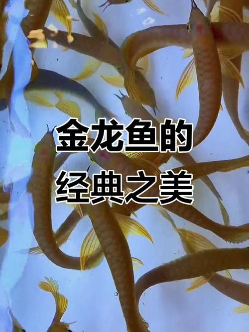 陽泉金龍魚
