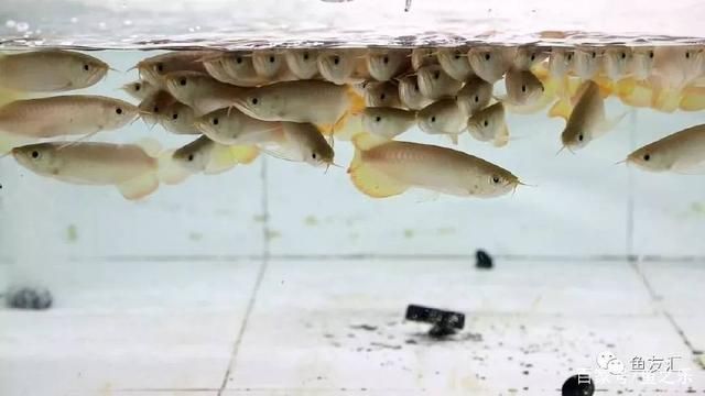 龍魚怎么改吃飼料：龍魚飼料自制方法