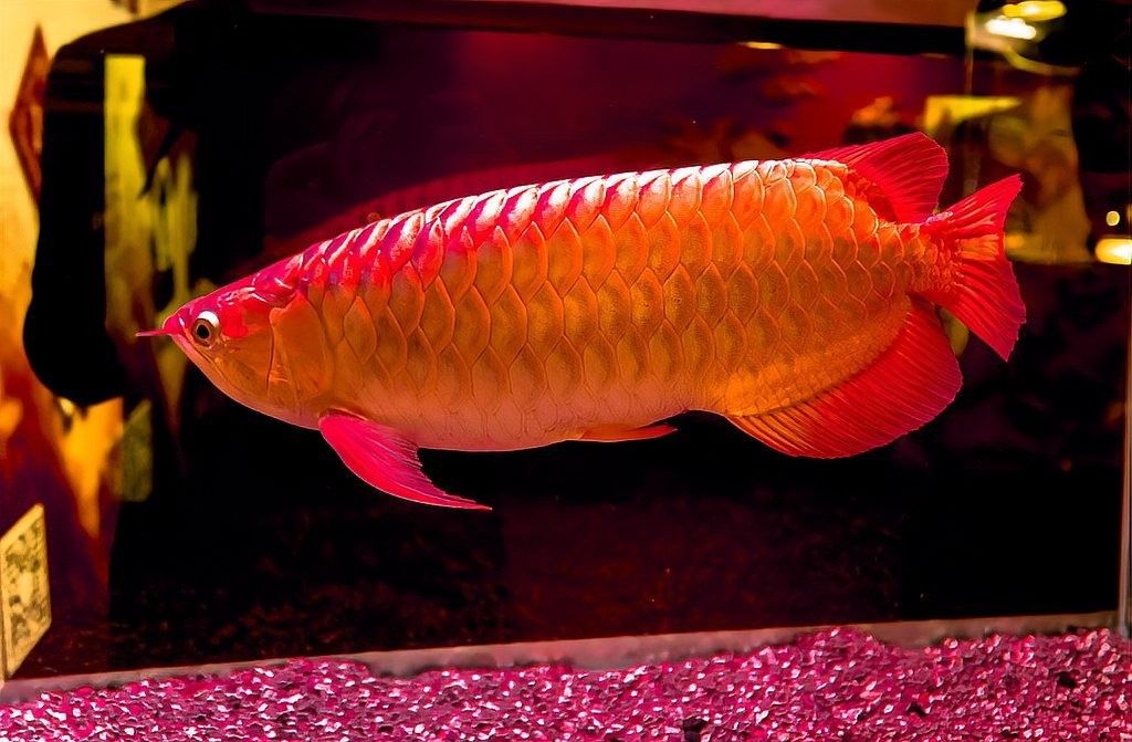 龍魚魚鰭分叉手術(shù)費(fèi)用高嗎？