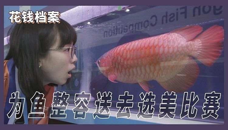 龍魚魚鰭分叉手術(shù)費(fèi)用高嗎？