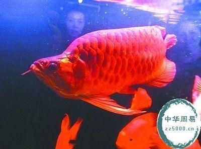 天價金龍魚價格排名：關于天價金龍魚的價格排名