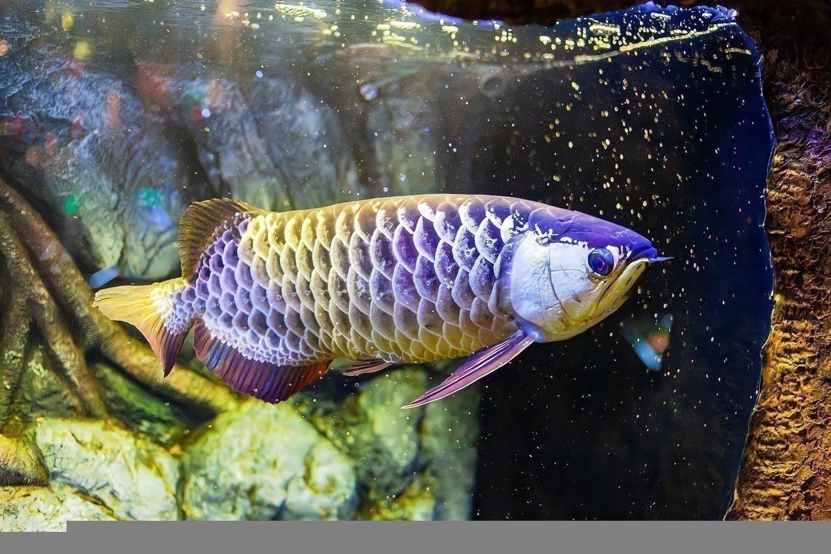 有哪些藥物可以幫助龍魚康復？