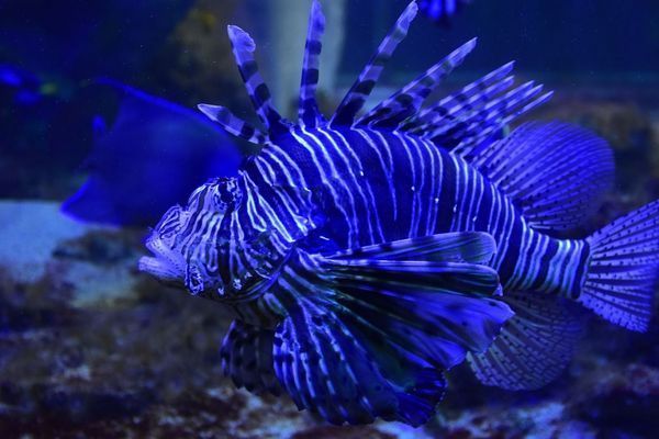 龍魚掉眼恢復過程：如何判斷龍魚掉眼是否好轉