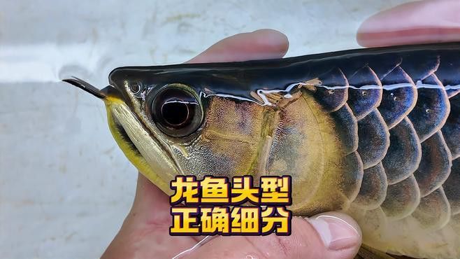 炮彈頭金龍魚如何挑選