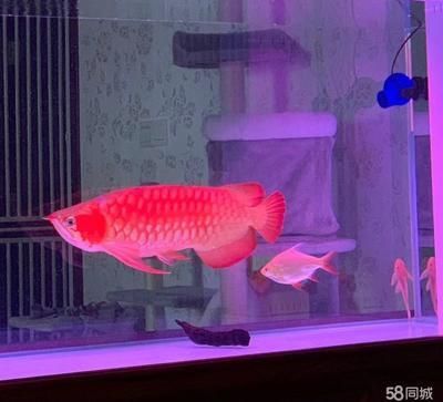 養龍魚還是養日本錦鯉：在選擇養龍魚還是養日本錦鯉