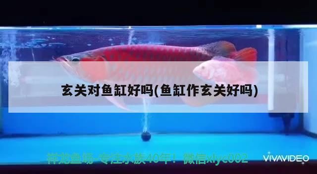 玄關對魚缸好嗎(魚缸作玄關好嗎)