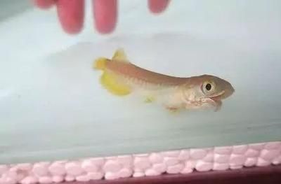 龍魚畸形的應對措施（如何處理龍魚畸形）