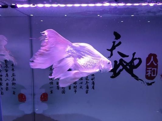 銀板魚繁殖期飼料投喂技巧：銀板魚的繁殖期飼料投喂技巧主要包括以下幾個方面