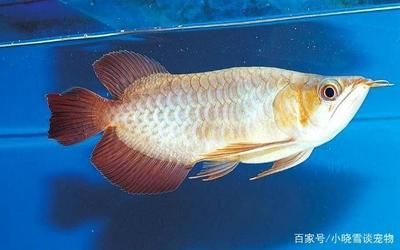 養龍魚為什么要加鹽：養龍魚為什么要加鹽，