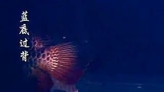 藍底龍魚要用什么顏色燈光：藍底金龍魚在選擇燈光時應該注意什么？ 藍底龍魚要用什么顏色燈光：藍底金龍魚在選擇燈光時應該注意什么？ 龍魚百科 第2張