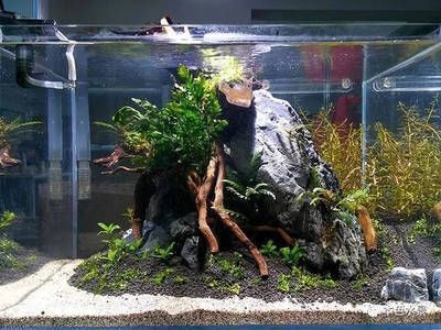 魚缸布景簡單（魚缸造景入門指南）