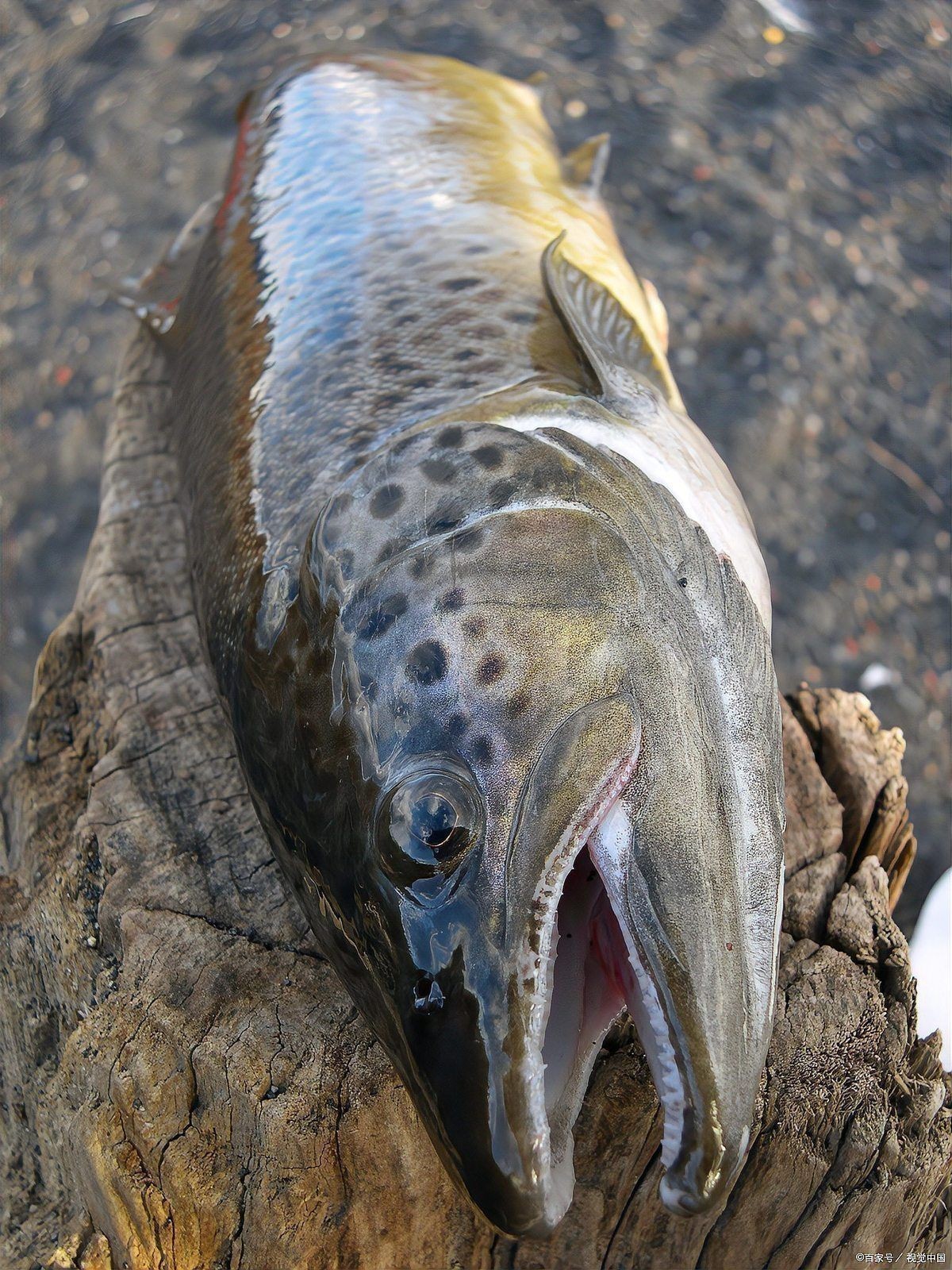 鋸鰩魚種類