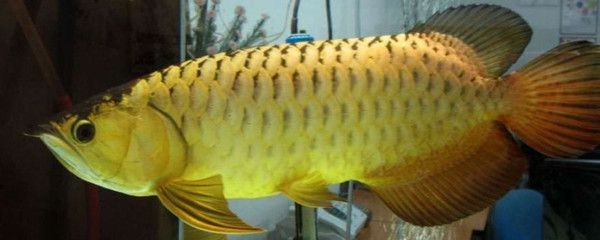 養金龍魚的水溫較低會凍死嗎:金龍魚水溫低于20℃時水溫低于20℃時,可能會因為無法適應死亡 龍魚百科 第3張 養金龍魚的水溫較低會凍死嗎:金龍魚水溫低于20℃時水溫低于20℃時,可能會因為無法適應死亡 養金龍魚的水溫較低會凍死嗎:金龍魚水溫低于20℃時水溫低于20℃時,可能會因為無法適應死亡 龍魚百科 第3張