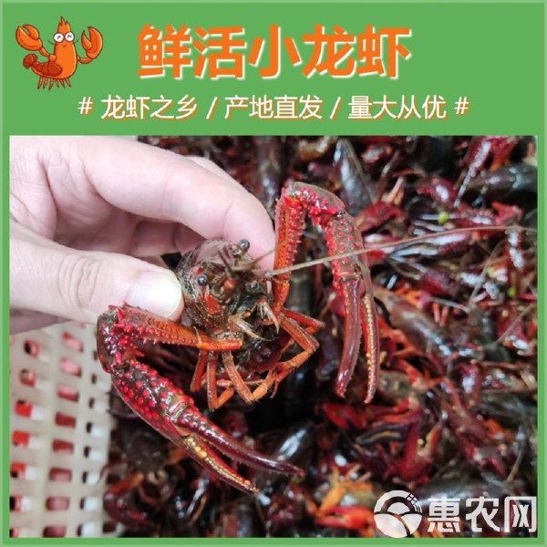 哪里可以買到活的紅龍蝦？