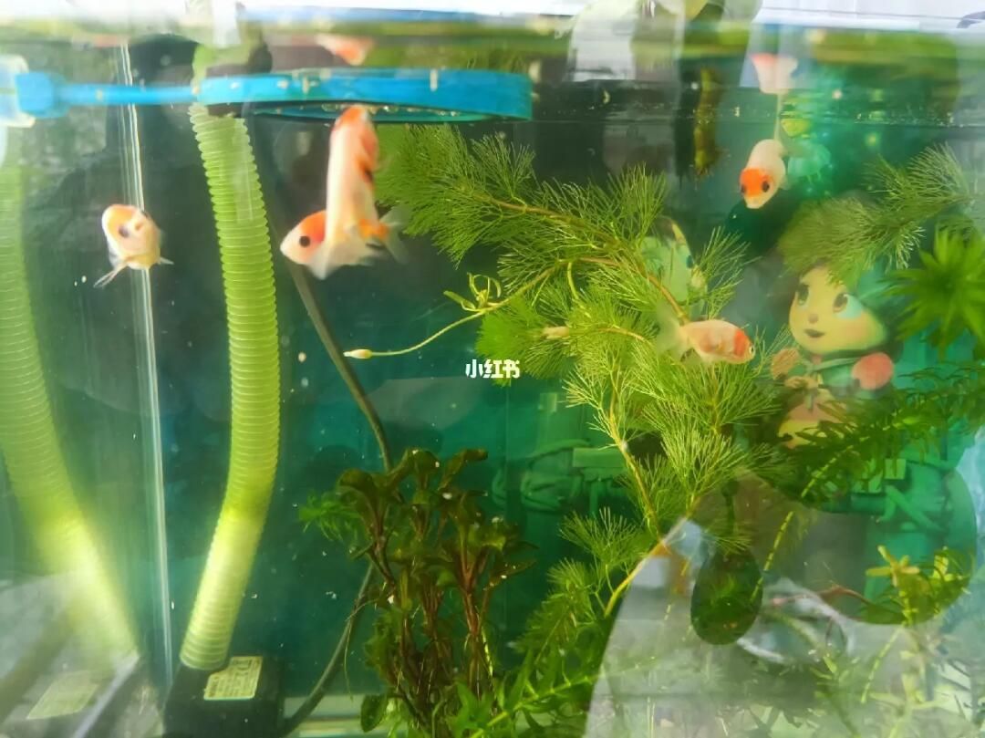 蘭壽金魚的飼養(yǎng)要求（蘭壽金魚并不適合在過(guò)深的水體中飼養(yǎng)，根據(jù)搜索結(jié)果）