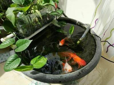 蘭壽金魚的飼養(yǎng)要求（蘭壽金魚并不適合在過(guò)深的水體中飼養(yǎng)，根據(jù)搜索結(jié)果）