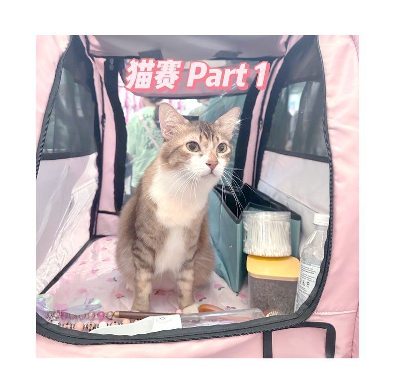 賽級(jí)貓比賽都干什么