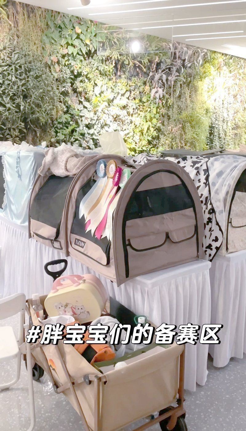賽級(jí)貓比賽都干什么