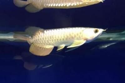 龍魚尾巴斷了沒掉怎么辦：龍魚尾巴斷了但未脫落怎么辦