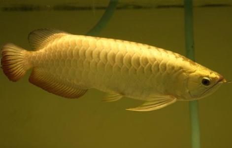 龍魚尾巴斷了沒掉怎么辦：龍魚尾巴斷了但未脫落怎么辦