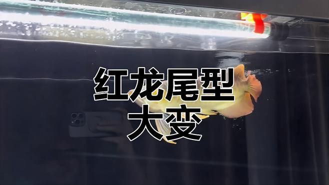 頂級血紅龍和辣椒紅龍哪個更稀有？