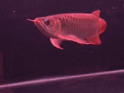 紅龍魚上色用nec好還是熒光劑好