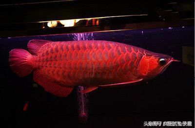 龍魚寓意和象征：龍魚在不同文化中的象征差異