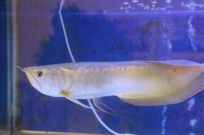 養(yǎng)銀龍魚(yú)放多少鹽合適（在飼養(yǎng)銀龍魚(yú)的水中加鹽時(shí)，需要注意什么？）