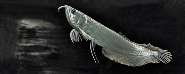 養銀龍魚放多少鹽合適（在飼養銀龍魚的水中加鹽時，需要注意什么？） 養銀龍魚放多少鹽合適（在飼養銀龍魚的水中加鹽時，需要注意什么？） 龍魚百科 第4張