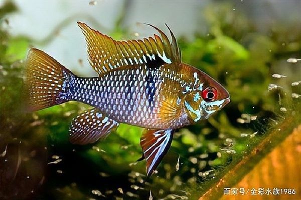 龍魚(yú)和魟魚(yú)哪個(gè)好養(yǎng)
